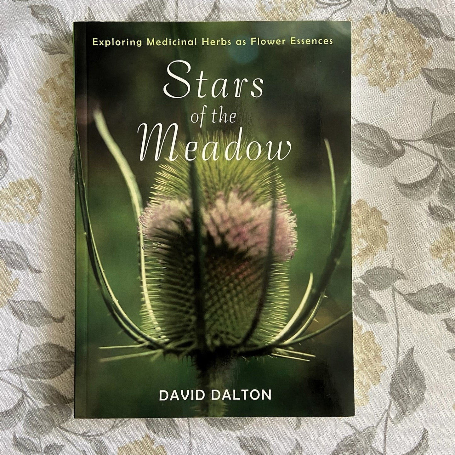 Stars of the Meadow
