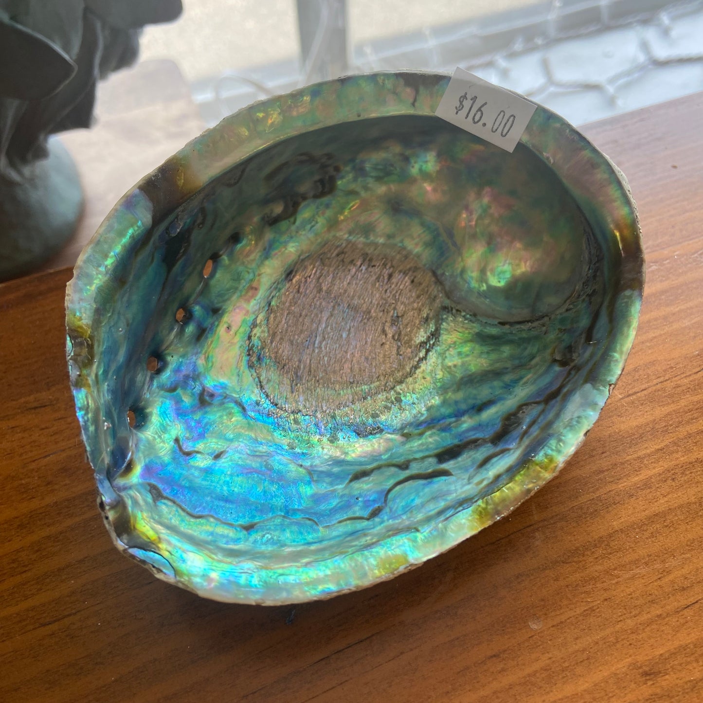 Abalone Shells
