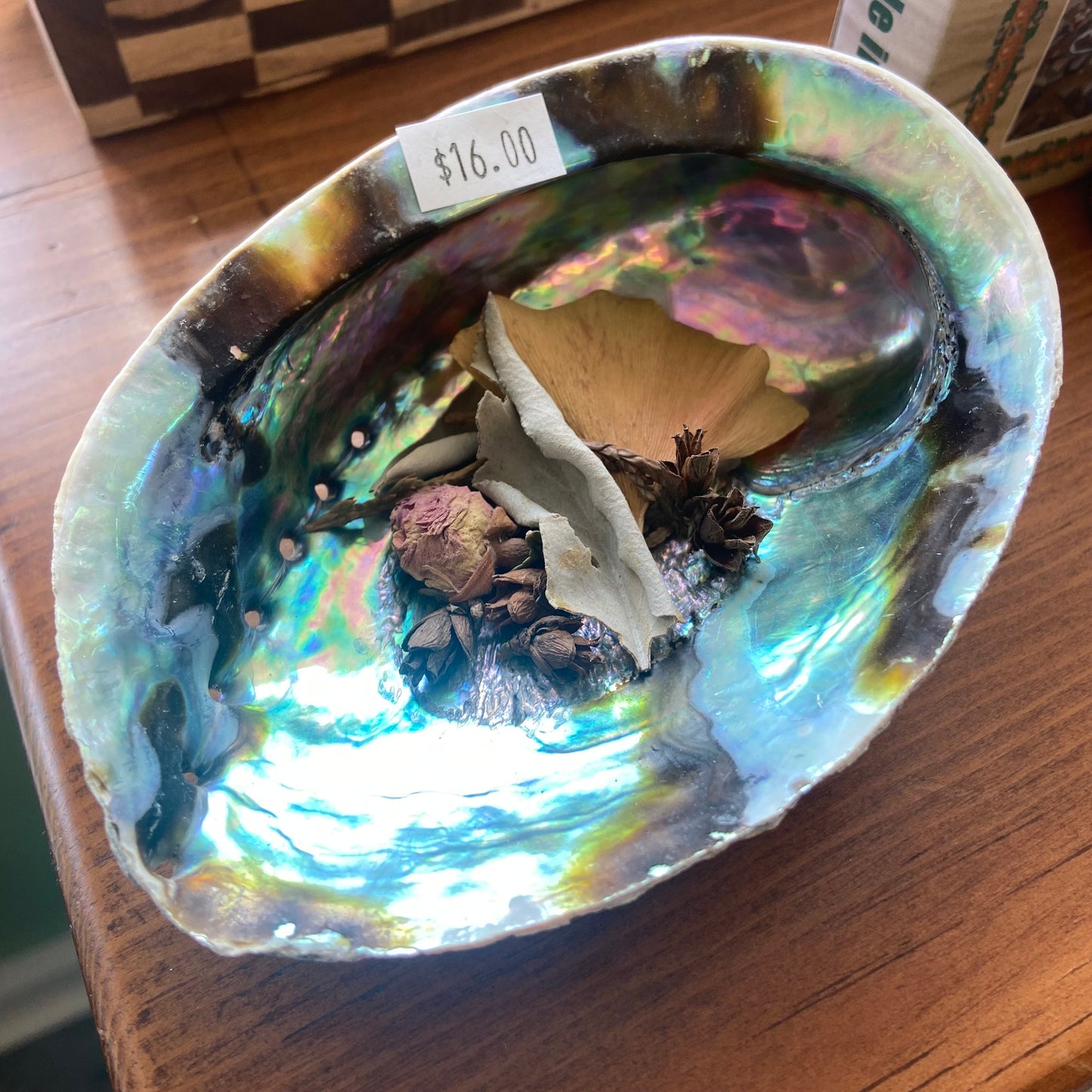 Abalone Shells