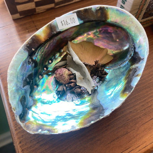 Abalone Shells