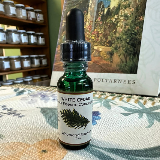 White Cedar Essence