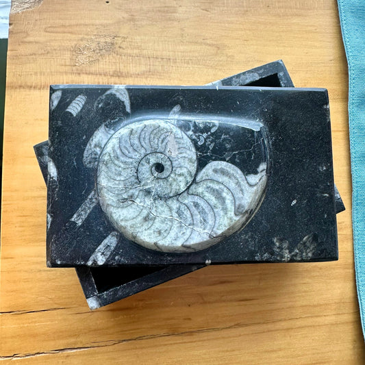 Ammonite Fossil Box