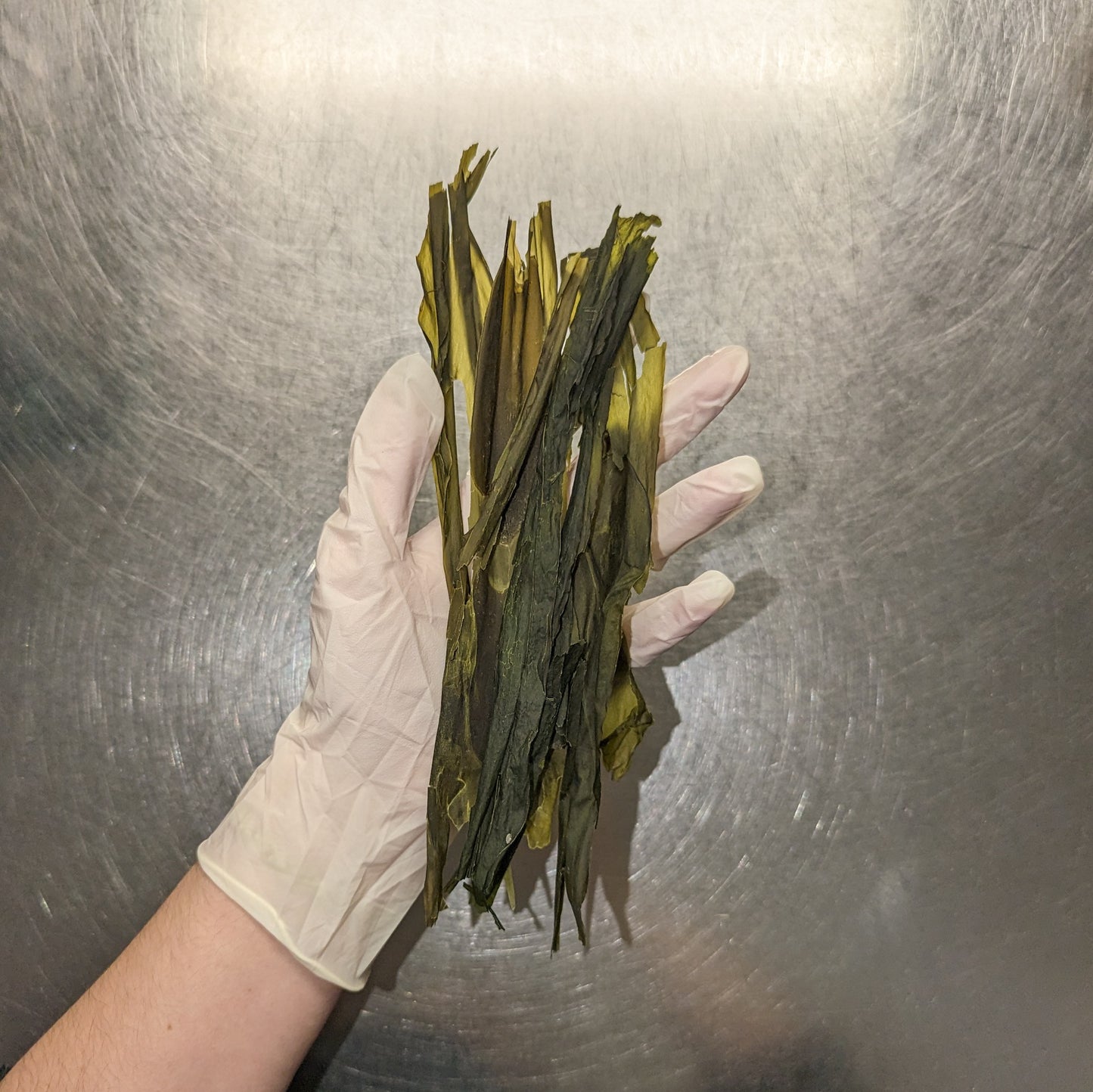 Ryan's Kelp