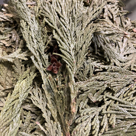 Cedar Tips
