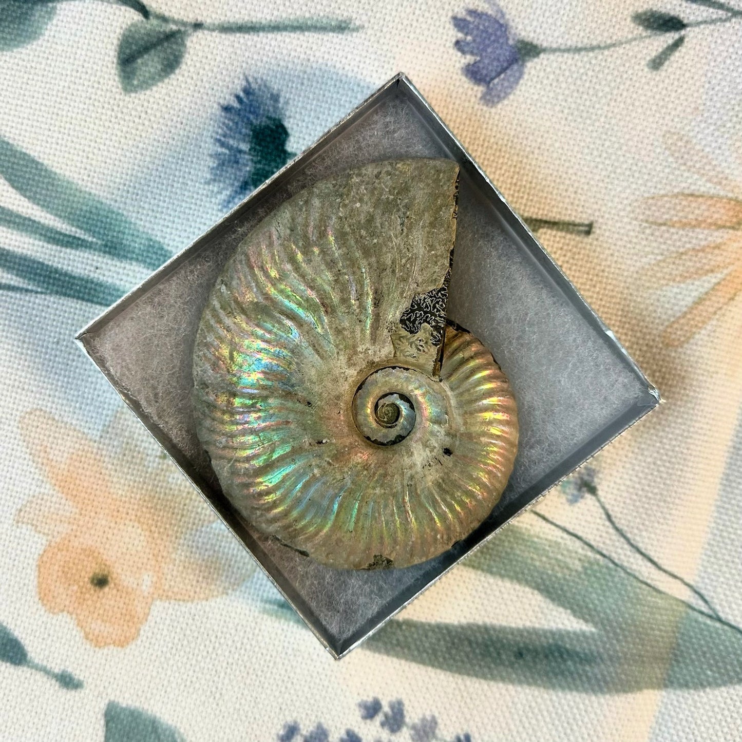 Silver Iridescent Ammonite Fossil